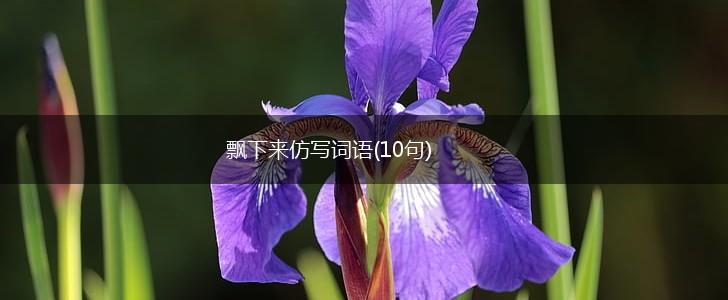 飘下来仿写词语(10句),第1张