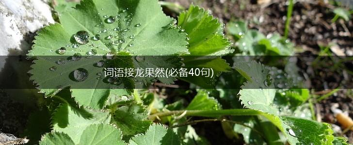 词语接龙果然(必备40句),第1张