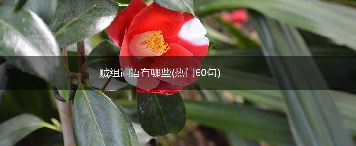 贼组词语有哪些(热门60句),第1张