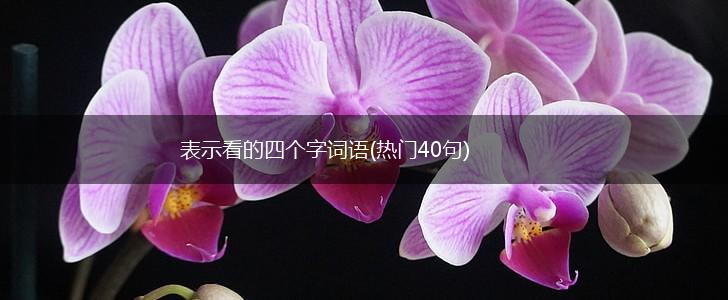 表示看的四个字词语(热门40句),第1张