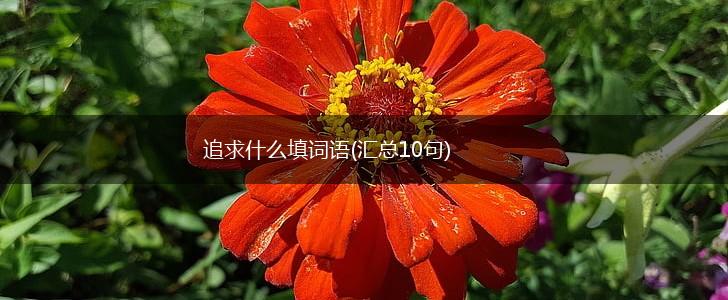 追求什么填词语(汇总10句),第1张