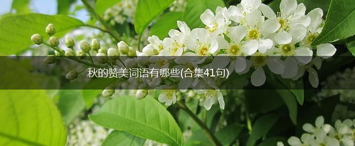 秋的赞美词语有哪些(合集41句),第1张