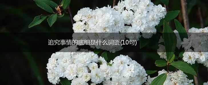 追究事情的底细是什么词语(10句),第1张