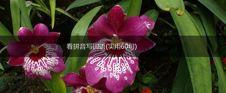 看拼音写词语(实用60句),第1张