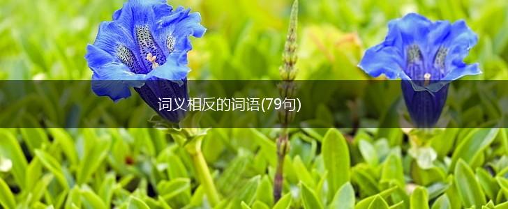 词义相反的词语(79句),第1张