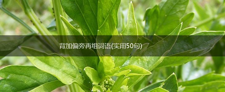 背加偏旁再组词语(实用50句),第1张