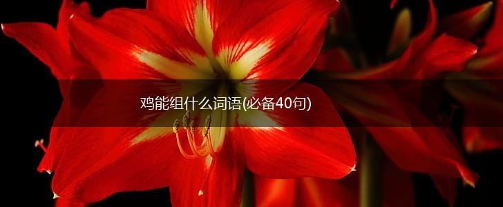鸡能组什么词语(必备40句),第1张