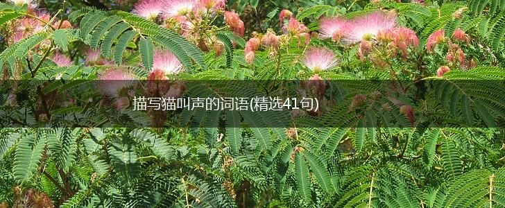 描写猫叫声的词语(精选41句),第1张