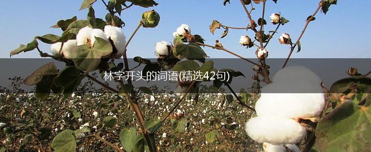 林字开头的词语(精选42句),第1张