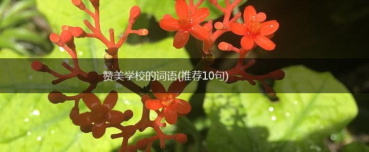 赞美学校的词语(推荐10句),第1张