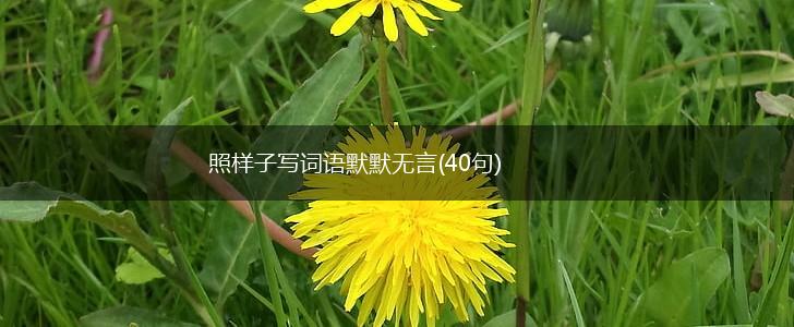 照样子写词语默默无言(40句),第1张
