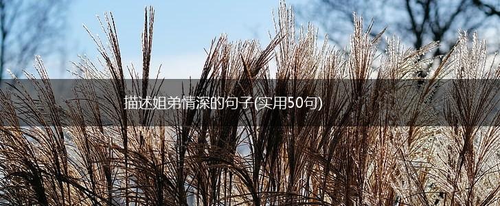 描述姐弟情深的句子(实用50句),第1张
