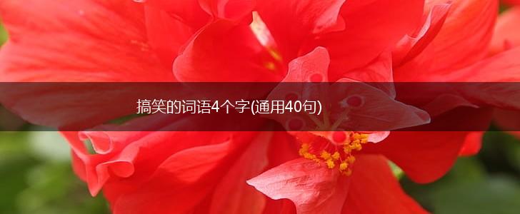 搞笑的词语4个字(通用40句),第1张