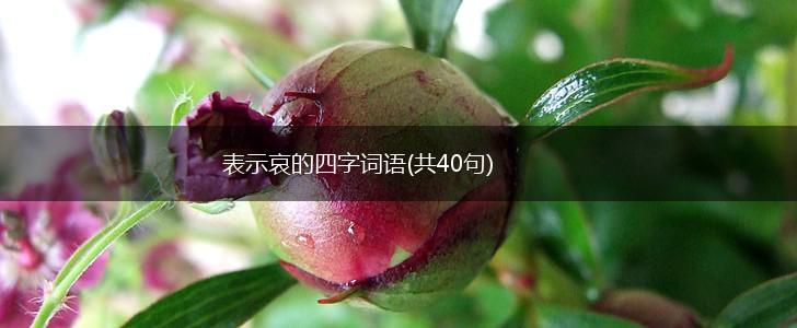 表示哀的四字词语(共40句),第1张