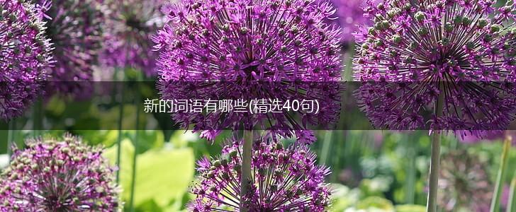 新的词语有哪些(精选40句),第1张