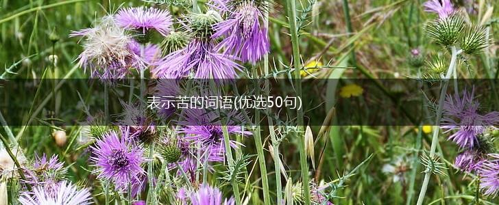 表示苦的词语(优选50句),第1张