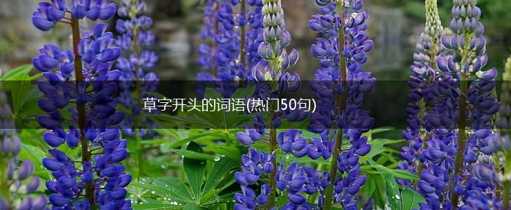 草字开头的词语(热门50句),第1张
