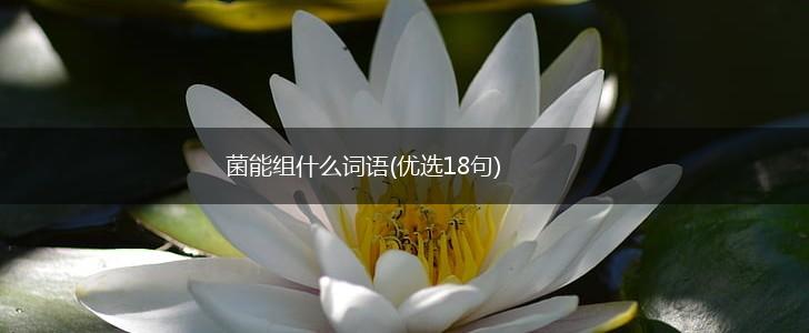 菌能组什么词语(优选18句),第1张