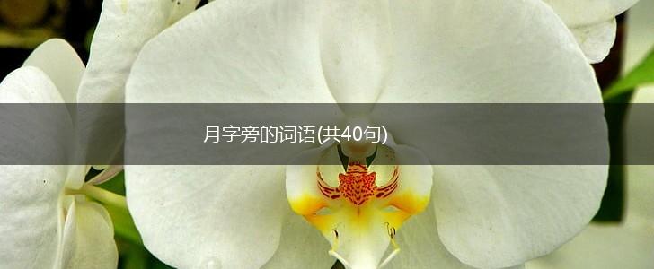 月字旁的词语(共40句),第1张