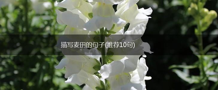 描写麦田的句子(推荐10句),第1张 描写麦田的句子(推荐10句),第1张