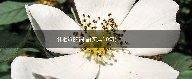 盯相近的词语(实用10句),第1张