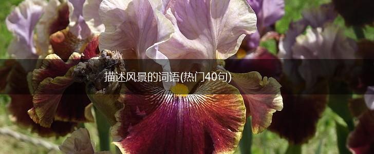 描述风景的词语(热门40句),第1张