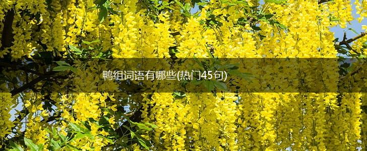 鸭组词语有哪些(热门45句),第1张