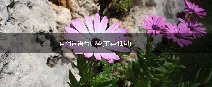 直组词语有哪些(推荐41句),第1张