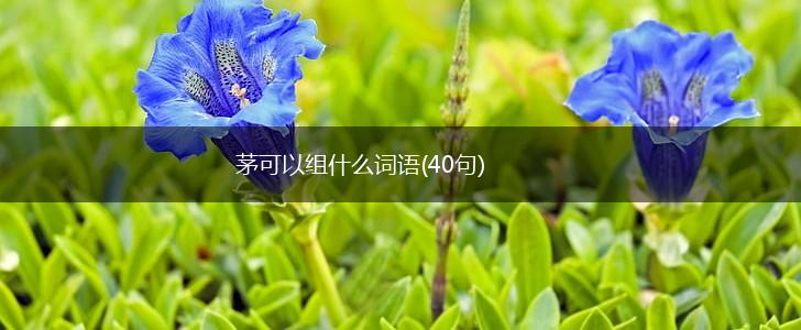 茅可以组什么词语(40句),第1张