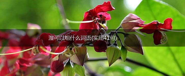 湿可以组什么词语(实用41句),第1张