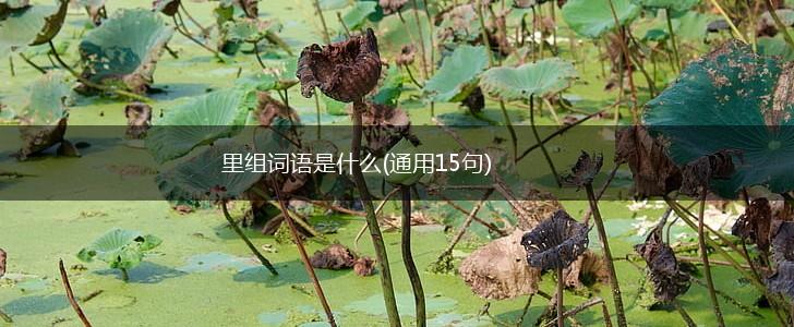里组词语是什么(通用15句),第1张