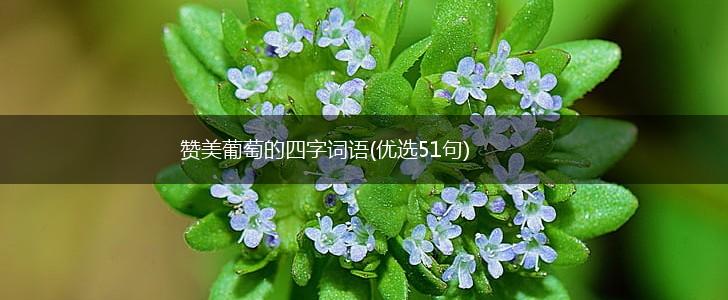 赞美葡萄的四字词语(优选51句),第1张