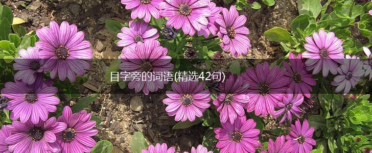 目字旁的词语(精选42句),第1张