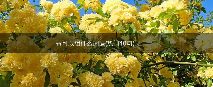昼可以组什么词语(热门40句),第1张