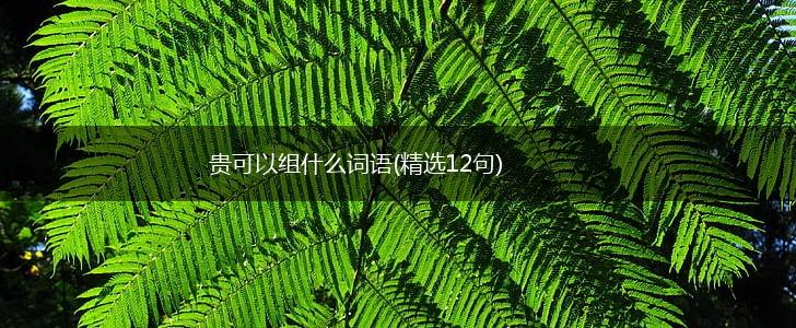 贵可以组什么词语(精选12句),第1张