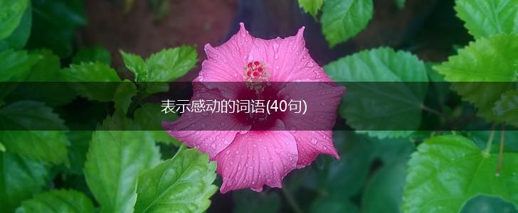 表示感动的词语(40句),第1张