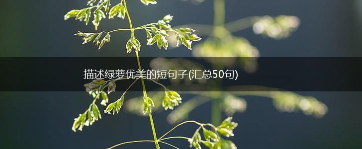 描述绿萝优美的短句子(汇总50句),第1张 描述绿萝优美的短句子(汇总50句),第1张