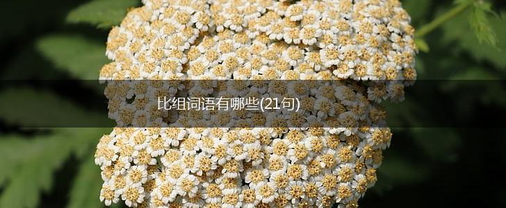 比组词语有哪些(21句),第1张