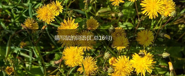 描写鼠的词语(汇总16句),第1张