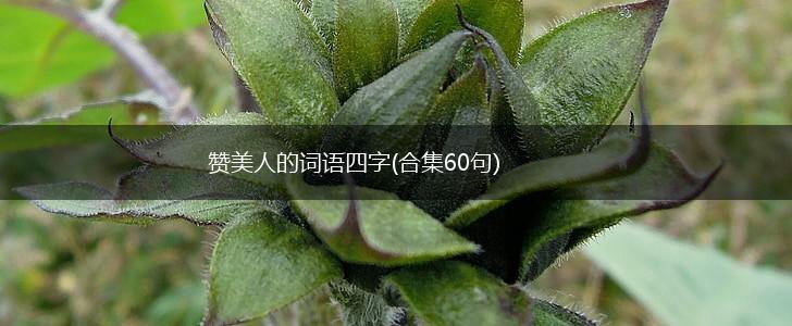 赞美人的词语四字(合集60句),第1张
