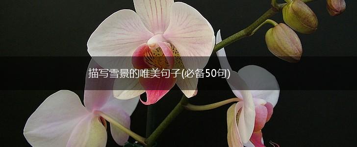 描写雪景的唯美句子(必备50句),第1张