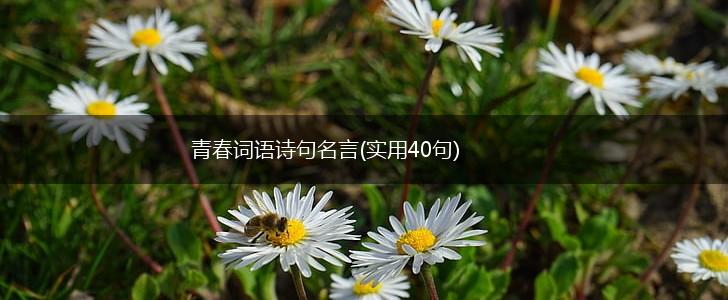 青春词语诗句名言(实用40句),第1张