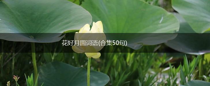 花好月圆词语(合集50句),第1张