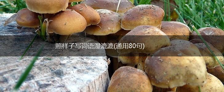 照样子写词语湿漉漉(通用80句),第1张