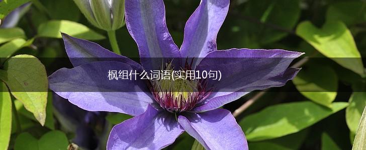 枫组什么词语(实用10句),第1张