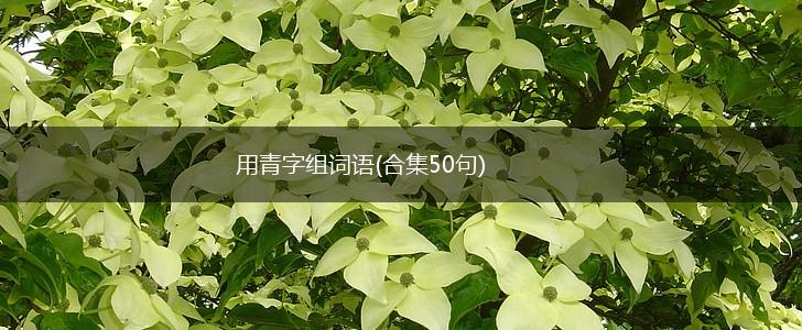 用青字组词语(合集50句),第1张