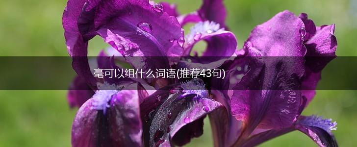 毫可以组什么词语(推荐43句),第1张