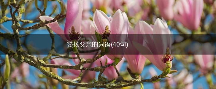 赞扬父亲的词语(40句),第1张