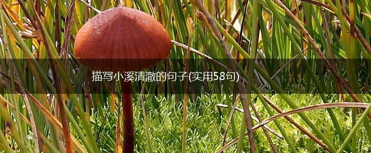 描写小溪清澈的句子(实用58句),第1张