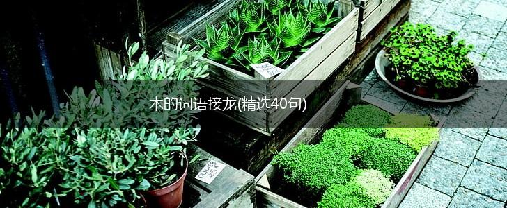 木的词语接龙(精选40句),第1张